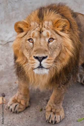 maned male lion with yellow  amber  eyes looks at you anxiously and attentively  close-up face.