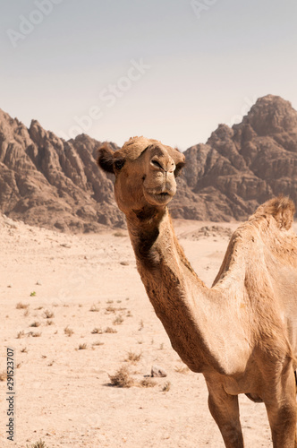 Camel in the desert with dunes on the background. Close-up. Sahara desert, Egypt.
