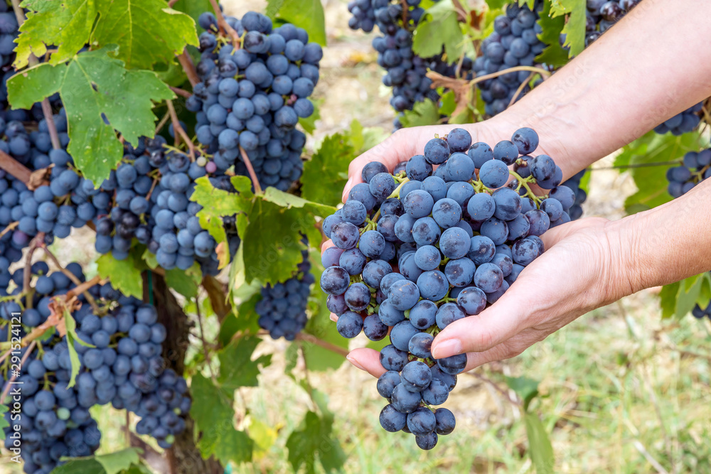 Female hands hold large clusters of black grapes, freshly picked in the vineyard during the harvest