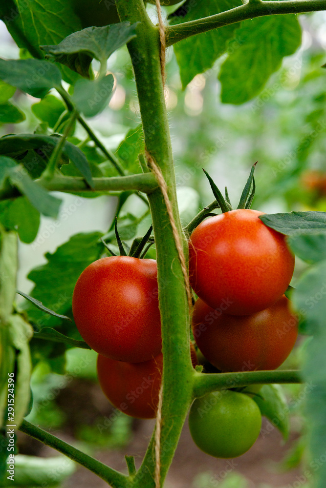 bunch of red tomatoes on a bush