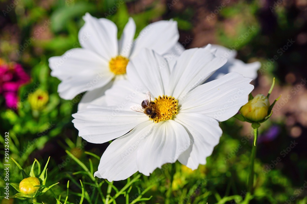 Bee on white cosmos flowers growing in the garden Bee on white cosmos flowers growing in the garden