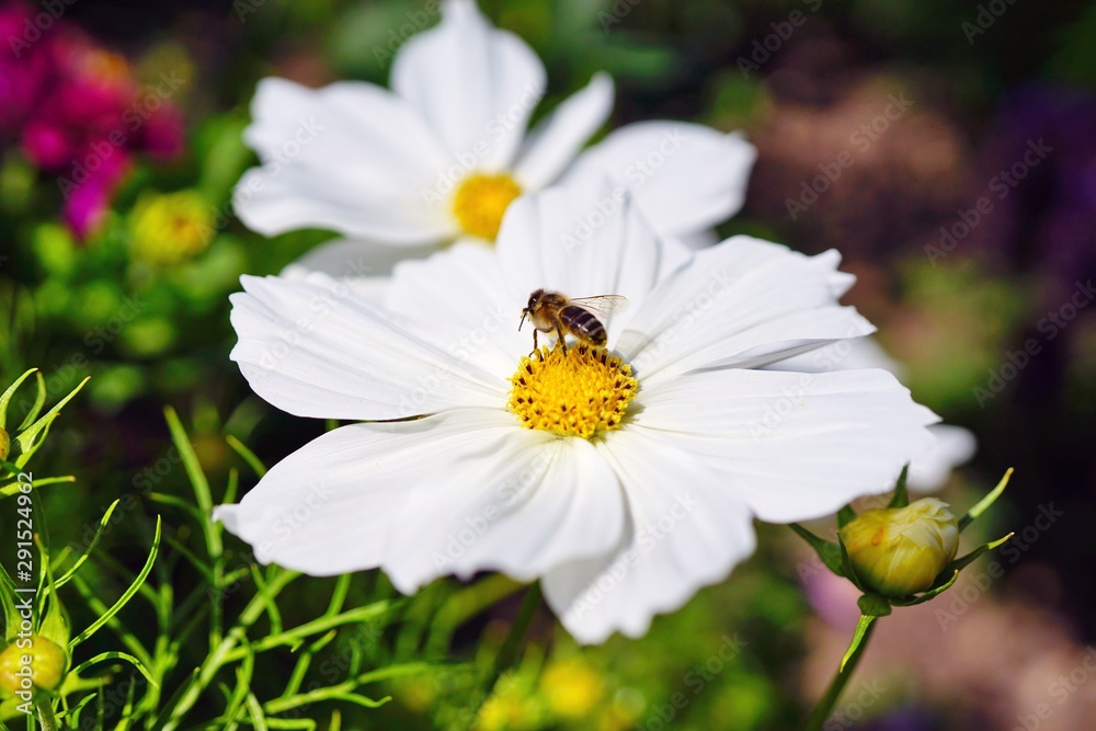 Bee on white cosmos flowers growing in the garden Bee on white cosmos flowers growing in the garden