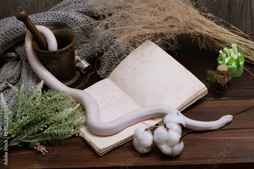 White American royal snake on the background of witchcraft accessories, alchemical instruments and ingredients. Mock up of an open magic book. herbs, mortar, feather and cotton bolls. Halloween