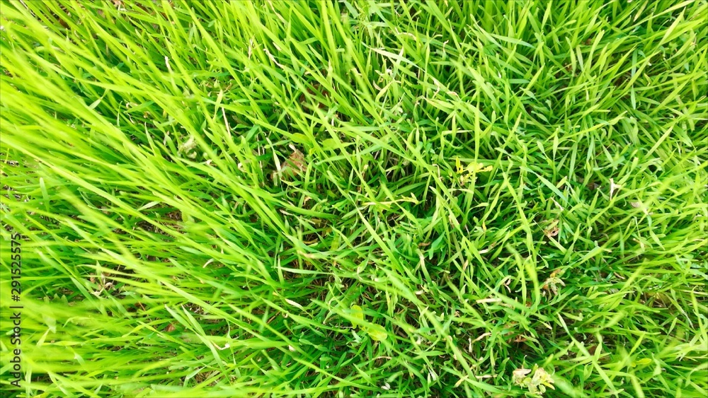 Background of a green grass lawn. Field natural texture. Background of a green grass lawn. Field natural texture.