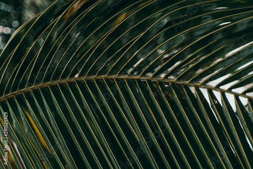 Detail of palm tree leaf