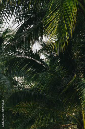 Lookup shot of tropical palm trees