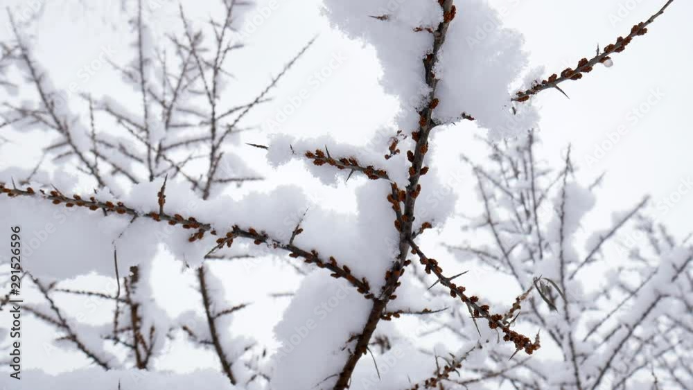 Snow falling on tree branches in Winter christmas season background. Beautiful nature landscape Snow falling on tree branches in Winter christmas season background. Beautiful nature landscape