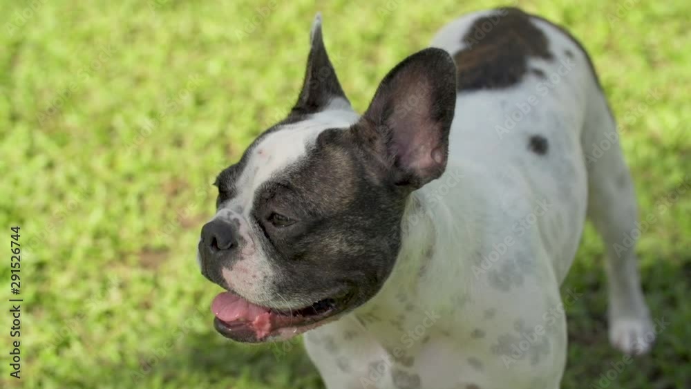 tired french black and white french bulldog looking 2 tired french black and white french bulldog looking 2
