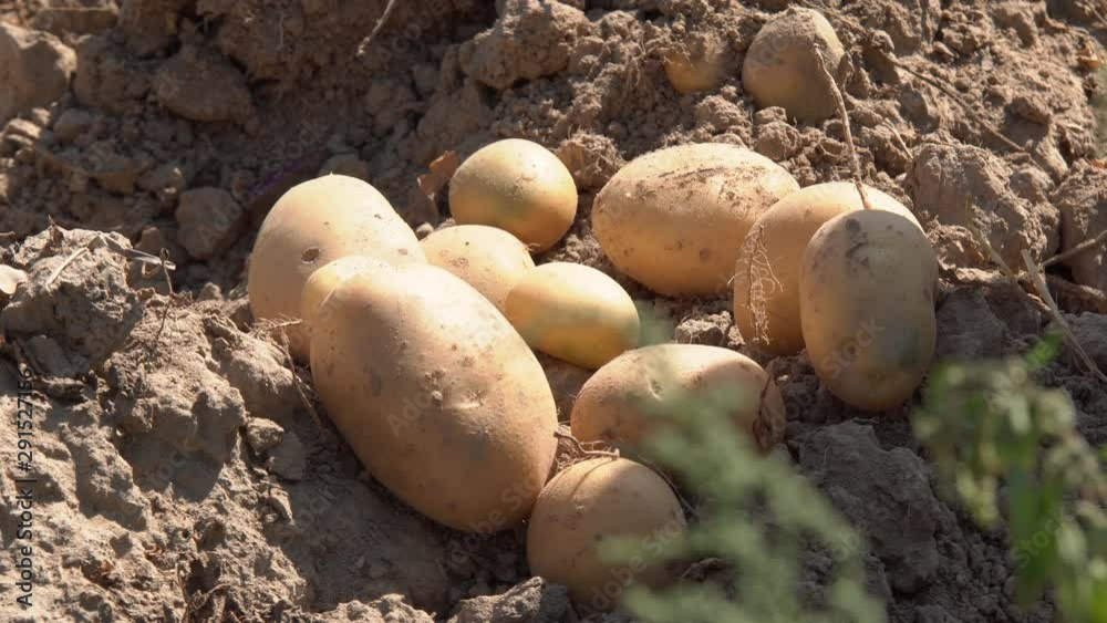Potato tubers ripened on the field and harvested for further consumption Potato tubers ripened on the field and harvested for further consumption