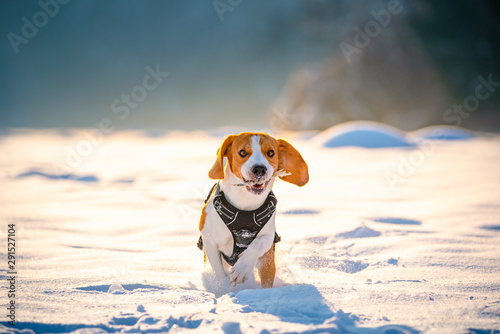 Beagle dog runs and plays in the winter field on a Sunny frosty day.