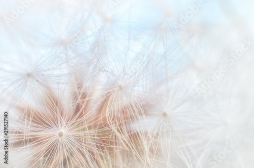 Blowball texture close up. Dandelion seeds abstract macro on blue sky background. Shallow depth of field soft focus
