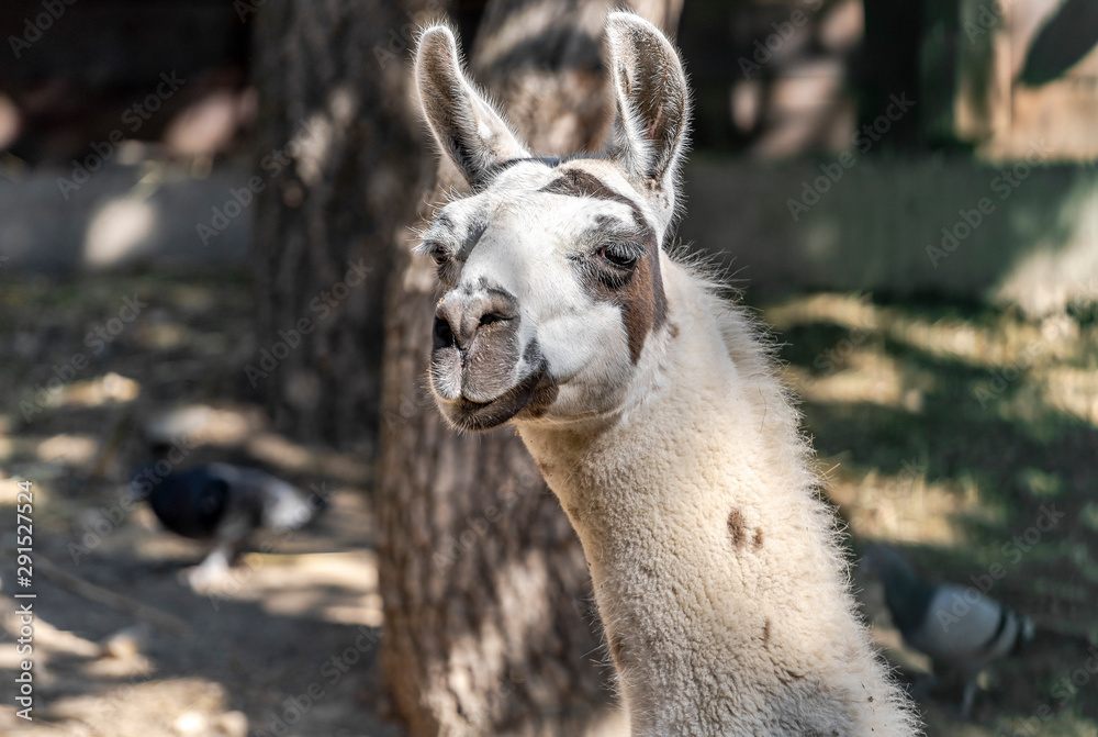 Portrait of a Lama at the Zoo
