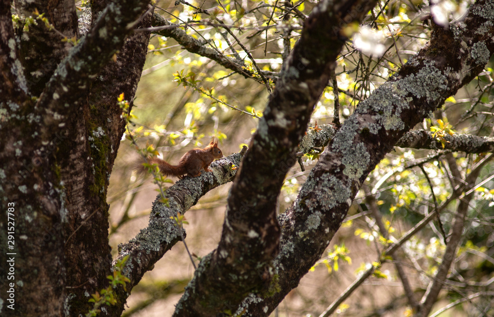 Obraz premium écureuil
