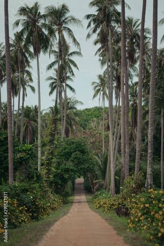 Tropical road with palm trees © Jaroslav