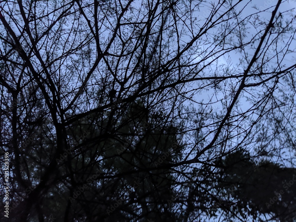 trees and blue sky trees and blue sky