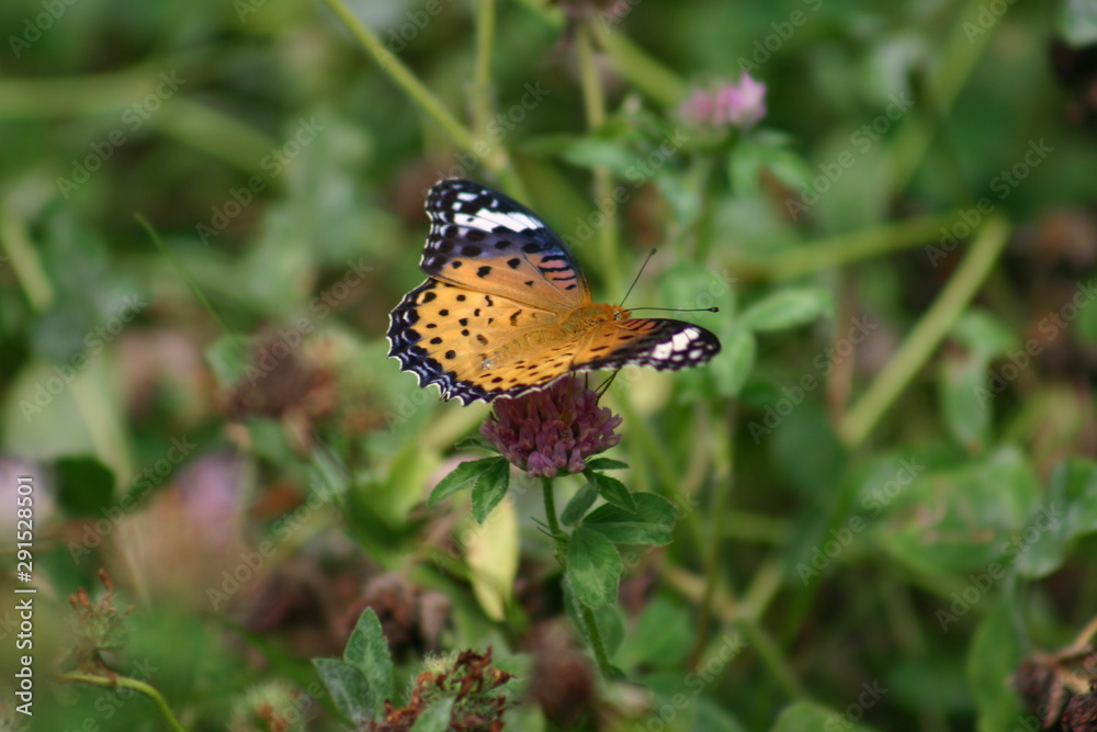 Fototapeta premium ツマグロヒョウモン