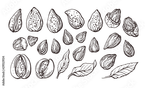 Almond. Vector natural nut. Realistic set