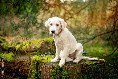 Beautiful Labrador puppy witting on a tree stump