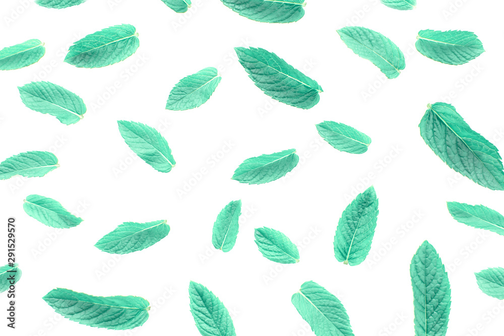 Green spearmint leaves. Green spearmint leaves.