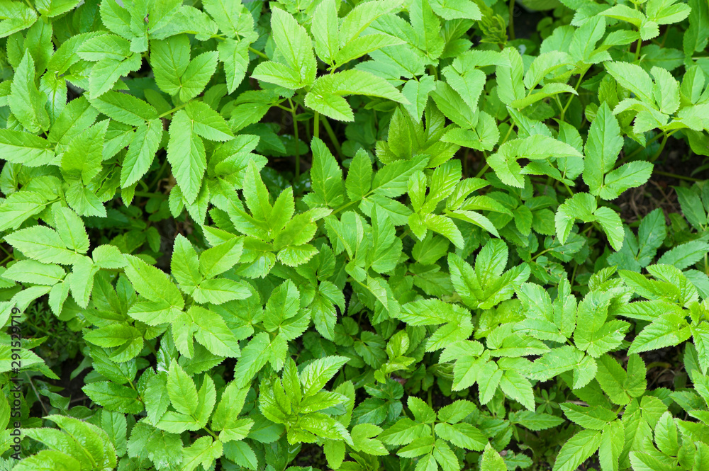 Top view close up of the leaves of Aegopodium podagraria Top view close up of the leaves of Aegopodium podagraria