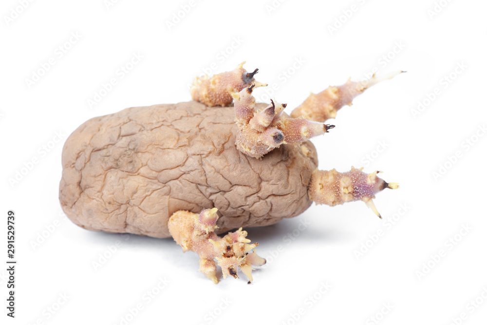 One potato with sprouts One potato with sprouts
