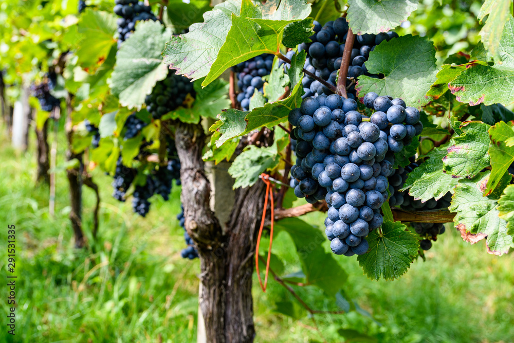 bunch of blue grapes on a vineyard, with blurred background in Styria Austria
