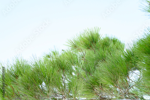 Pine branches in the forest near the sea