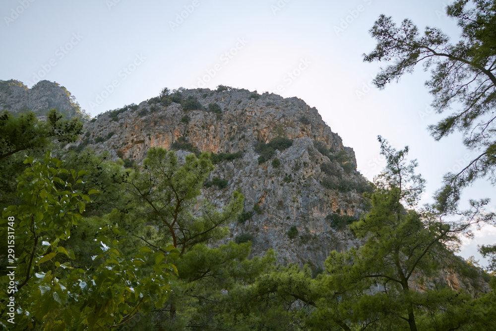 tree in the mountains