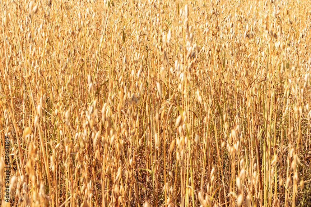 Yellow oats field background. Selective focus. Yellow oats field background. Selective focus.