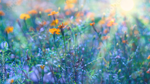 Fototapeta Naklejka Na Ścianę i Meble -  flower background autumn flowers marigolds sunset beautiful landscape of cold blue and warm orange