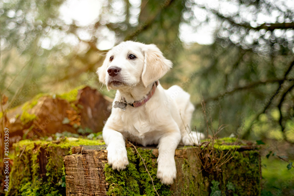Lab puppy sitting on a tree stump