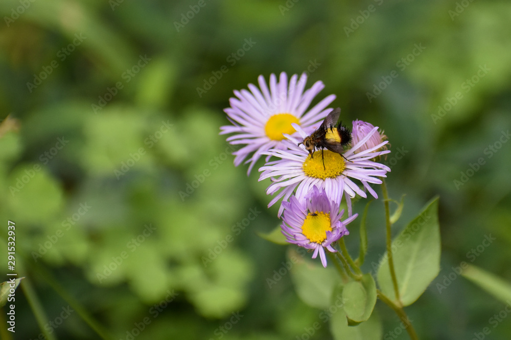 Obraz premium bee on a flower