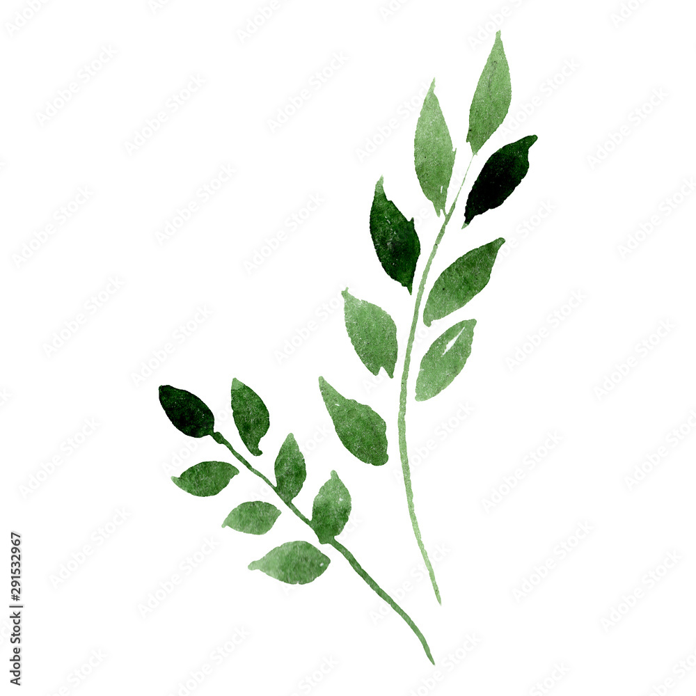 Green leaves. Watercolor background illustration set. Isolated leaf illustration element.