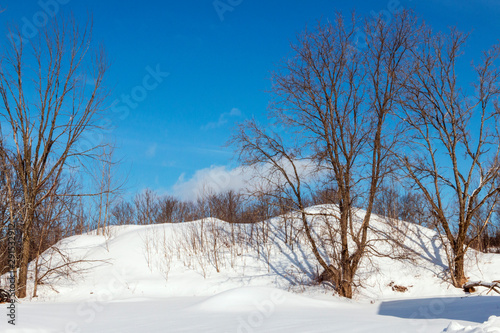 winter rural landscape with snowy trees and blue sky © dg_basiove104