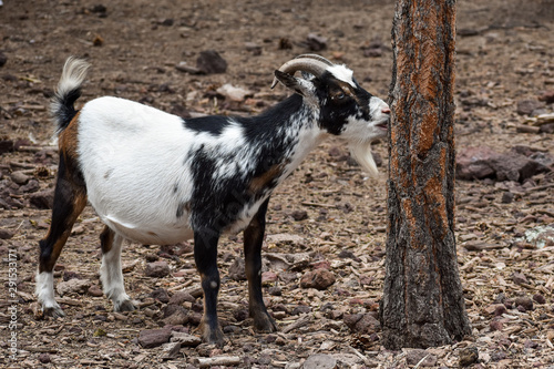 white goat eating tree bark