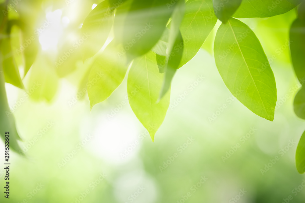 Close up of nature view green leaf on blurred greenery background under sunlight with bokeh and copy space using as background natural plants landscape, ecology wallpaper concept. Close up of nature view green leaf on blurred greenery background under sunlight with bokeh and copy space using as background natural plants landscape, ecology wallpaper concept.