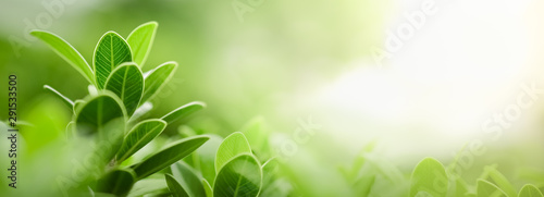 Close up of nature view green leaf on blurred greenery background under sunlight with bokeh and copy space using as background natural plants landscape, ecology wallpaper or cover concept. #291533500