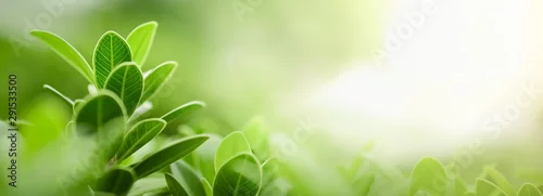 Panel kuchenny z motywem Close up of nature view green leaf on blurred greenery background under sunlight with bokeh and copy space using as background natural plants landscape, ecology wallpaper or cover concept.