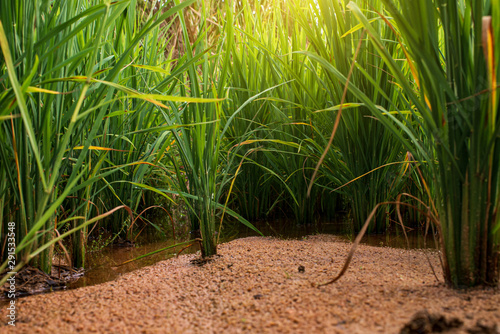 Rice seedlings in a low angle plot