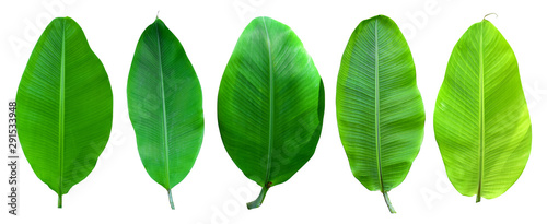 collection of banana leaf isolated on white background. Tropical plant