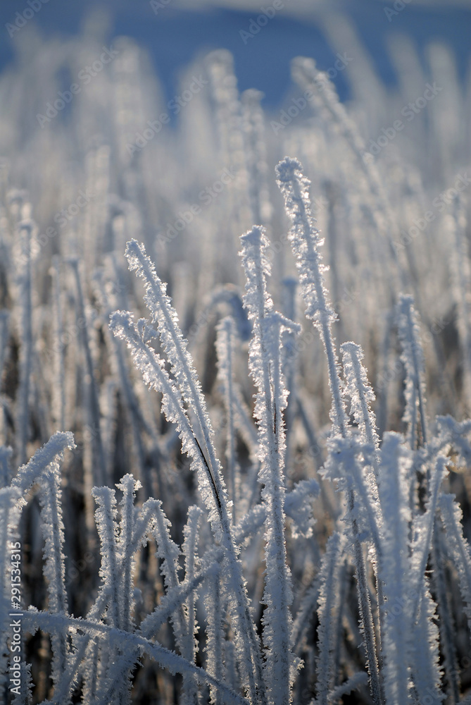 Fototapeta premium Phragmites covered in snow