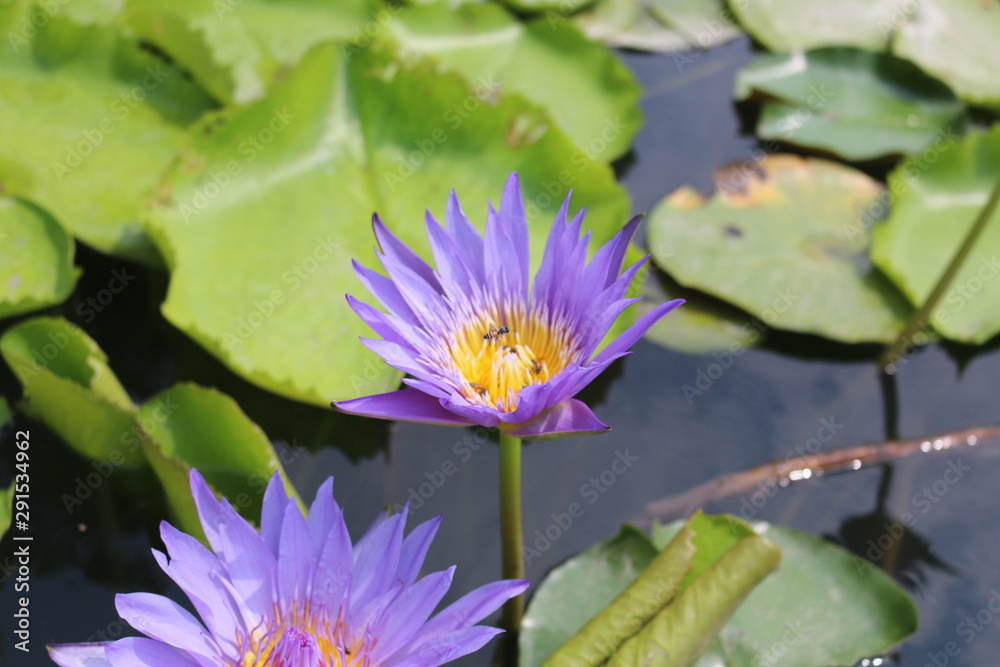 flower flower