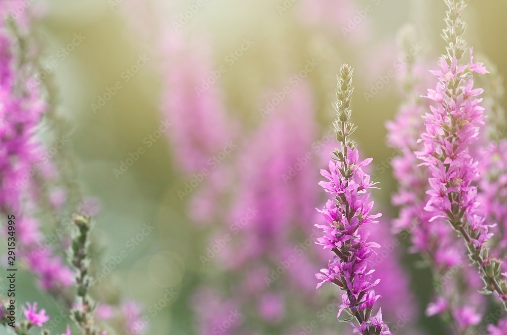 Naklejka premium Beautiful image with violet flowers of field in full bloom