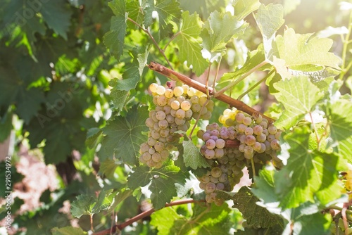 Beautiful image with natural white grapes at sunrise