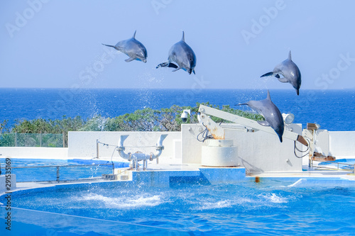 Flying dolphins in the air over a large water tank