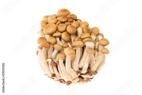 Closeup image of asian shimeji brown mushrooms bunch isolated at white background.