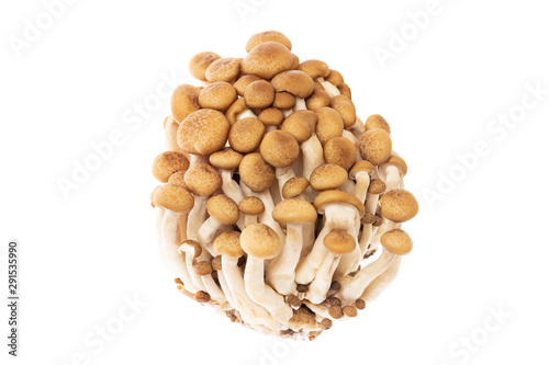 Closeup image of asian shimeji brown mushrooms bunch isolated at white background.