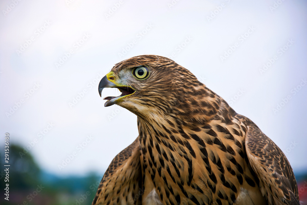 Obraz premium Hawk portrait.