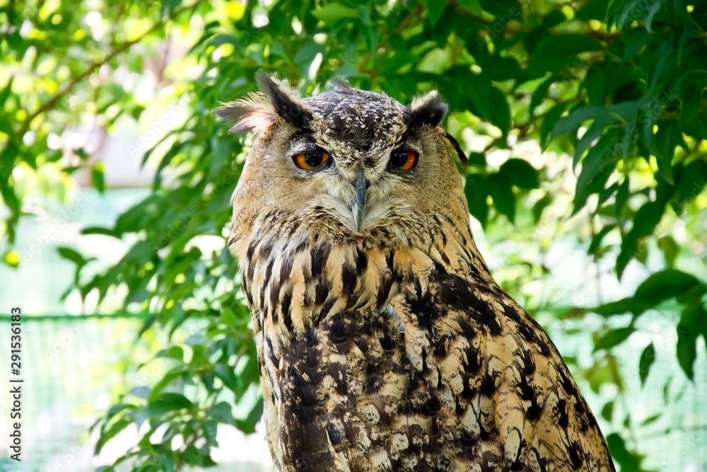 Obraz premium Portrait of eurasian eagle owl.