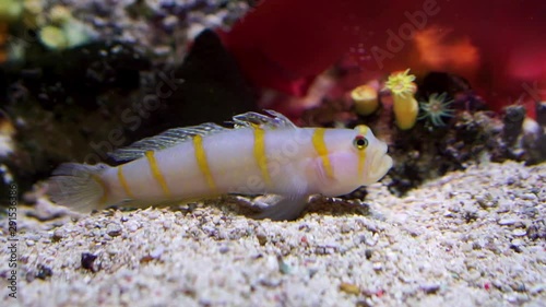 closeup of a randall's prawn goby, orange striped bottom dwelling fish, tropical animal specie from the indo-pacific ocean